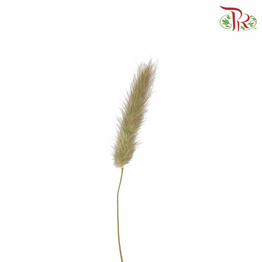 Dry Lagurus (Bunny Tails) - Natural - Pudu Ria Florist Southern