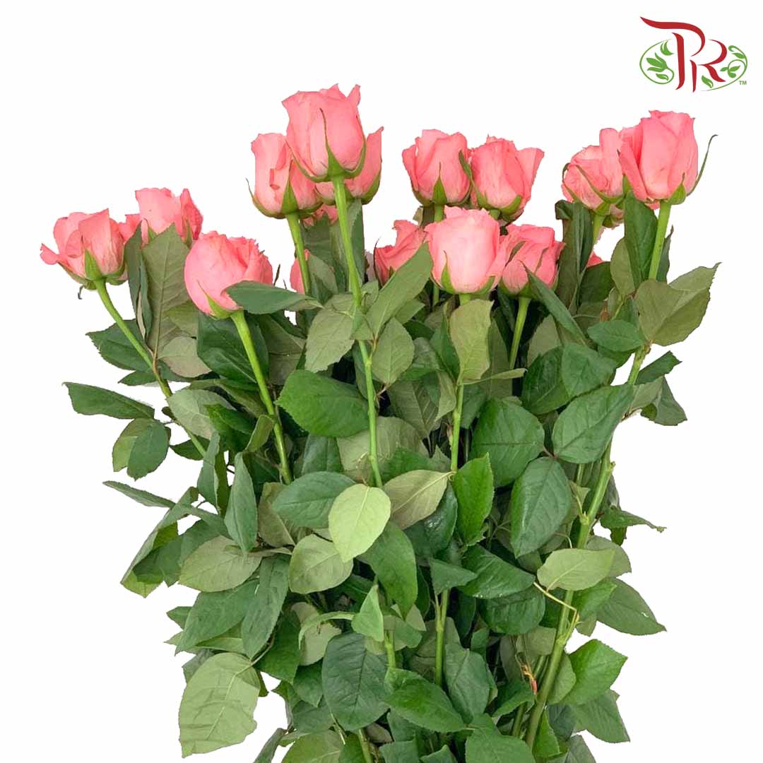 Rose Salmon (19-20 Stems) - Pudu Ria Florist Southern