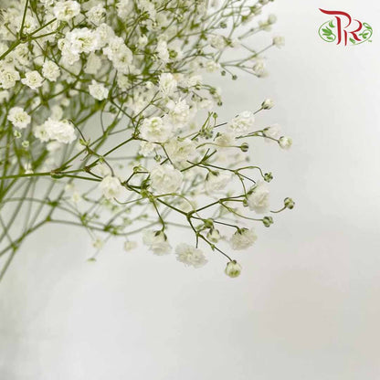 Baby's Breath White (8-10 Stems) - Pudu Ria Florist Southern