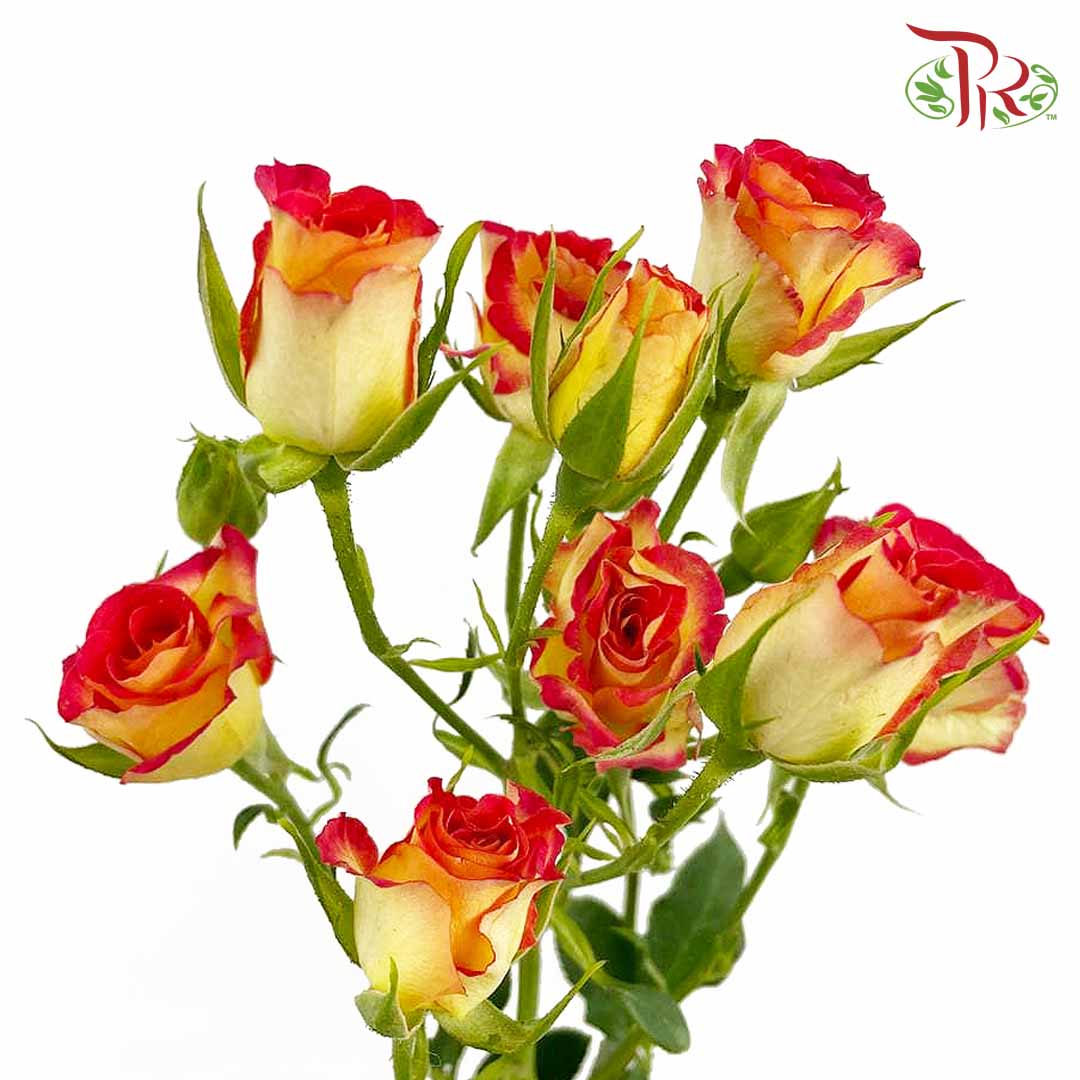 Rose Spray Bicolour Yellow/Red (8-10 Stems) - Pudu Ria Florist Southern
