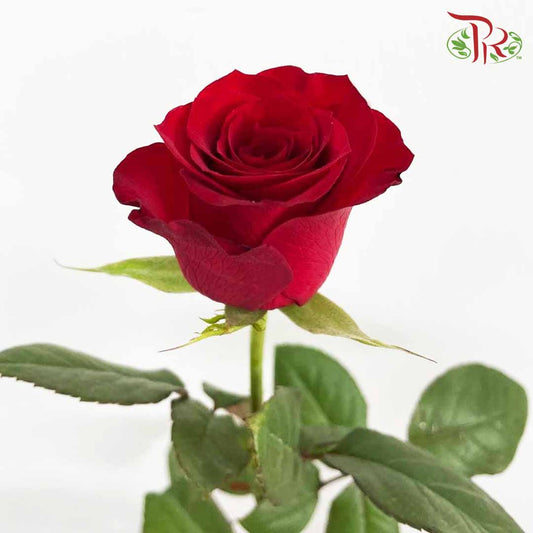 Rose Red (8-10 Stems) - Pudu Ria Florist Southern