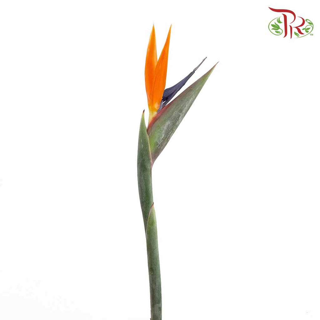 Bird Of Paradise (5 Stems) - Pudu Ria Florist Southern