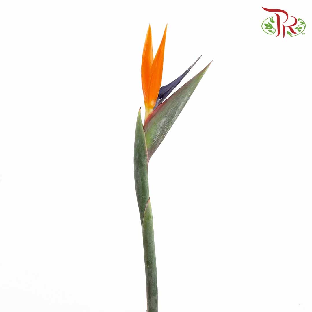 Bird Of Paradise (5 Stems) - Pudu Ria Florist Southern