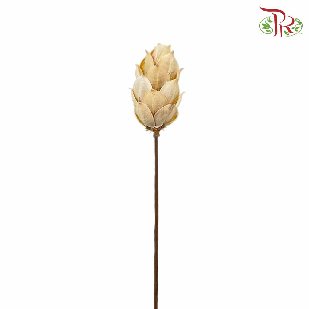 Dry Phoenix Tree Bud - White - Pudu Ria Florist Southern