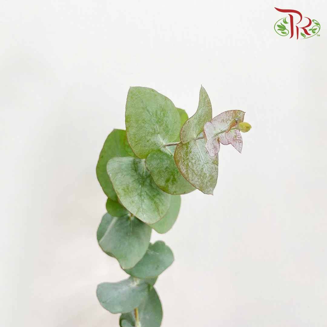 Eucalyptus Cinerea - Pudu Ria Florist Southern