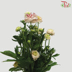 Ranunculus Butterfly Pink/White (8 - 10 Stems) - Pudu Ria Florist Southern