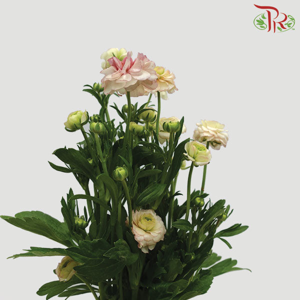 Ranunculus Butterfly Pink/White (8 - 10 Stems) - Pudu Ria Florist Southern