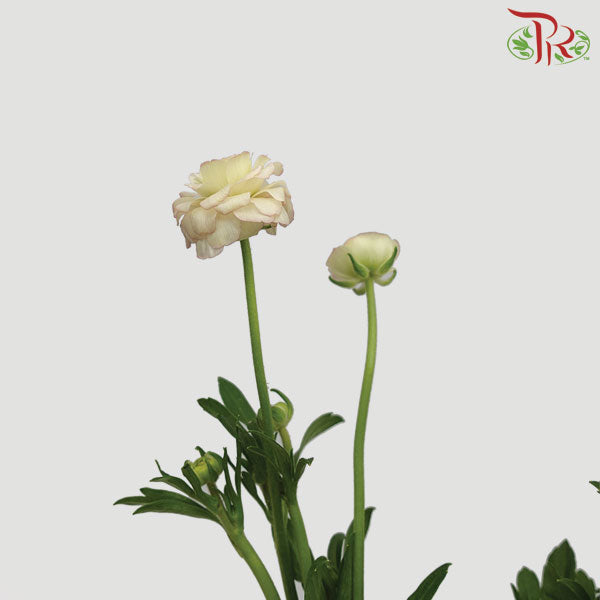 Ranunculus Butterfly Pink/White (8 - 10 Stems) - Pudu Ria Florist Southern