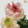 Ranunculus Butterfly Pink/White (8 - 10 Stems) - Pudu Ria Florist Southern