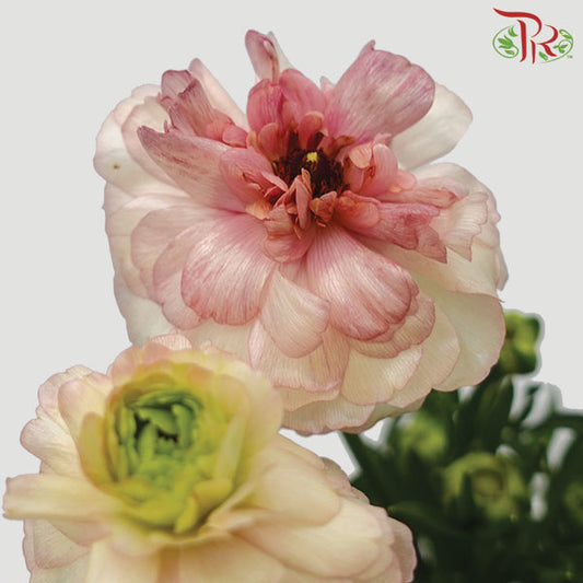 Ranunculus Butterfly Pink/White (8 - 10 Stems) - Pudu Ria Florist Southern
