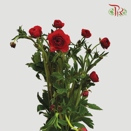Ranunculus Butterfly Red (8 - 10 Stems) - Pudu Ria Florist Southern