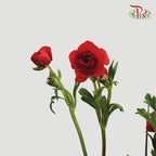Ranunculus Butterfly Red (8 - 10 Stems) - Pudu Ria Florist Southern