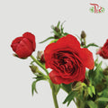 Ranunculus Butterfly Red (8 - 10 Stems) - Pudu Ria Florist Southern