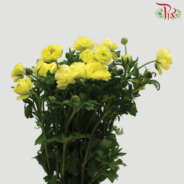 Ranunculus Butterfly Yellow (8 - 10 Stems) - Pudu Ria Florist Southern