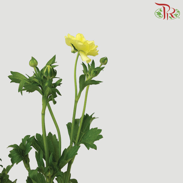 Ranunculus Butterfly Yellow (8 - 10 Stems) - Pudu Ria Florist Southern