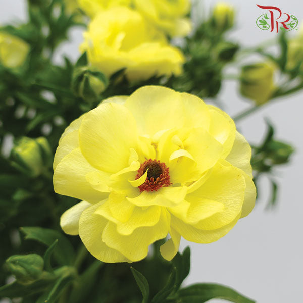 Ranunculus Butterfly Yellow - Bunch - Wholesale flowers delivery in JB ...