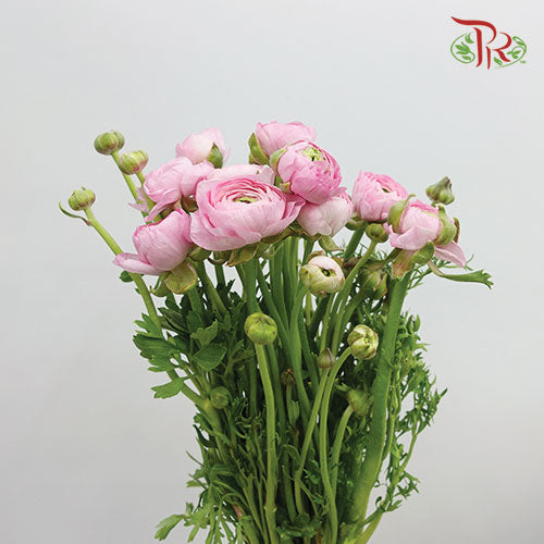 Ranunculus Pink (8 - 10 Stems) - Pudu Ria Florist Southern