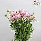 Ranunculus Pink (8 - 10 Stems) - Pudu Ria Florist Southern