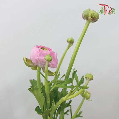 Ranunculus Pink (8 - 10 Stems) - Pudu Ria Florist Southern
