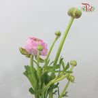 Ranunculus Pink (8 - 10 Stems) - Pudu Ria Florist Southern