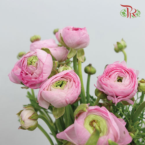 Ranunculus Pink (8 - 10 Stems) - Pudu Ria Florist Southern