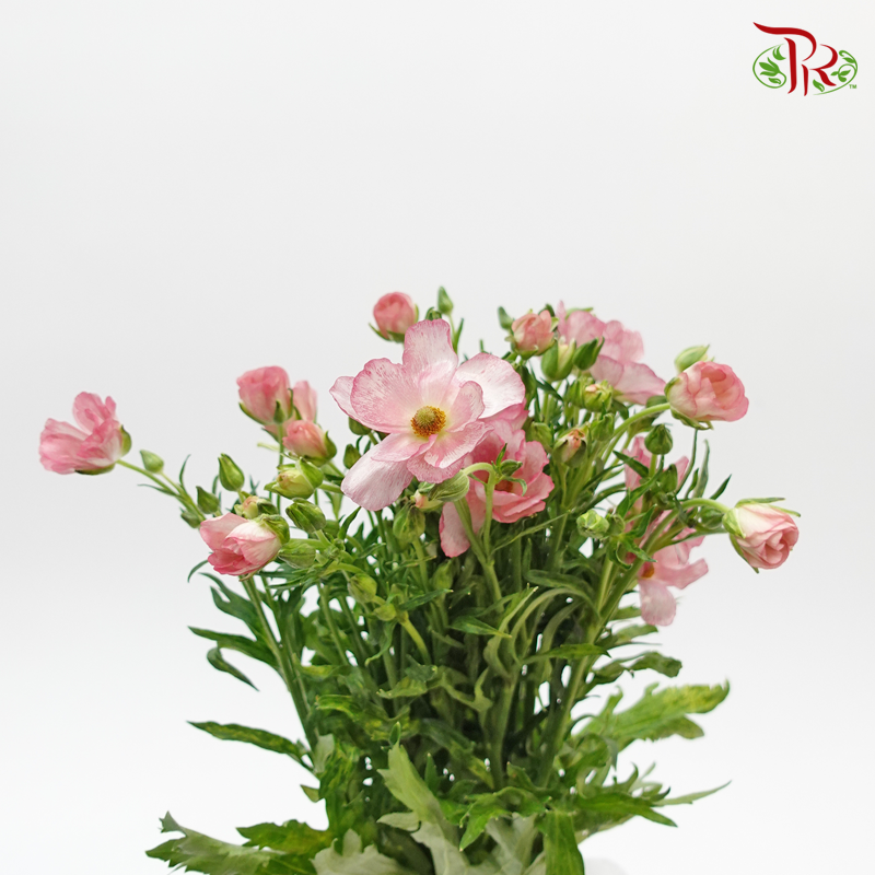 Ranunculus Butterfly Pink (8 - 10 Stems) - Pudu Ria Florist Southern