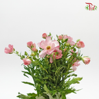 Ranunculus Butterfly Pink (8 - 10 Stems) - Pudu Ria Florist Southern