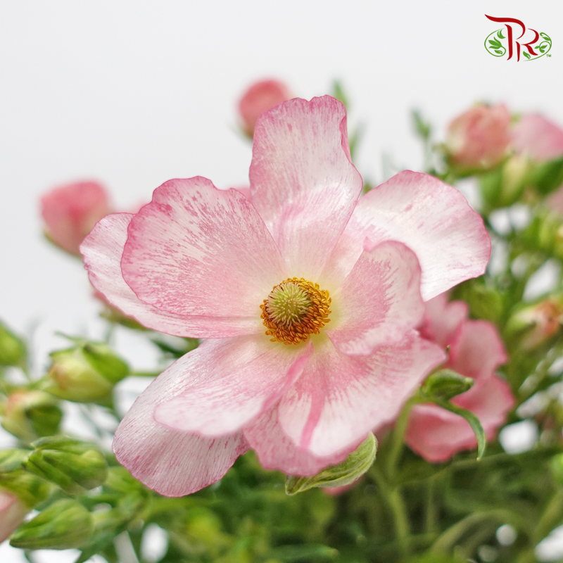 Ranunculus Butterfly Pink (8 - 10 Stems) - Pudu Ria Florist Southern