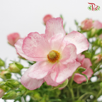 Ranunculus Butterfly Pink (8 - 10 Stems) - Pudu Ria Florist Southern