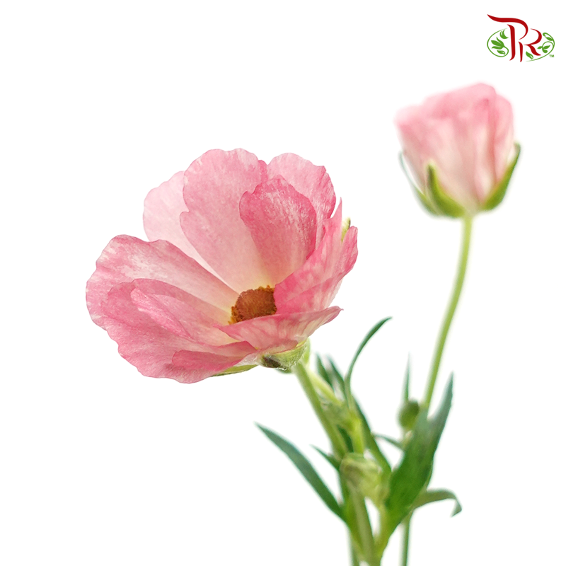Ranunculus Butterfly Pink (8 - 10 Stems) - Pudu Ria Florist Southern
