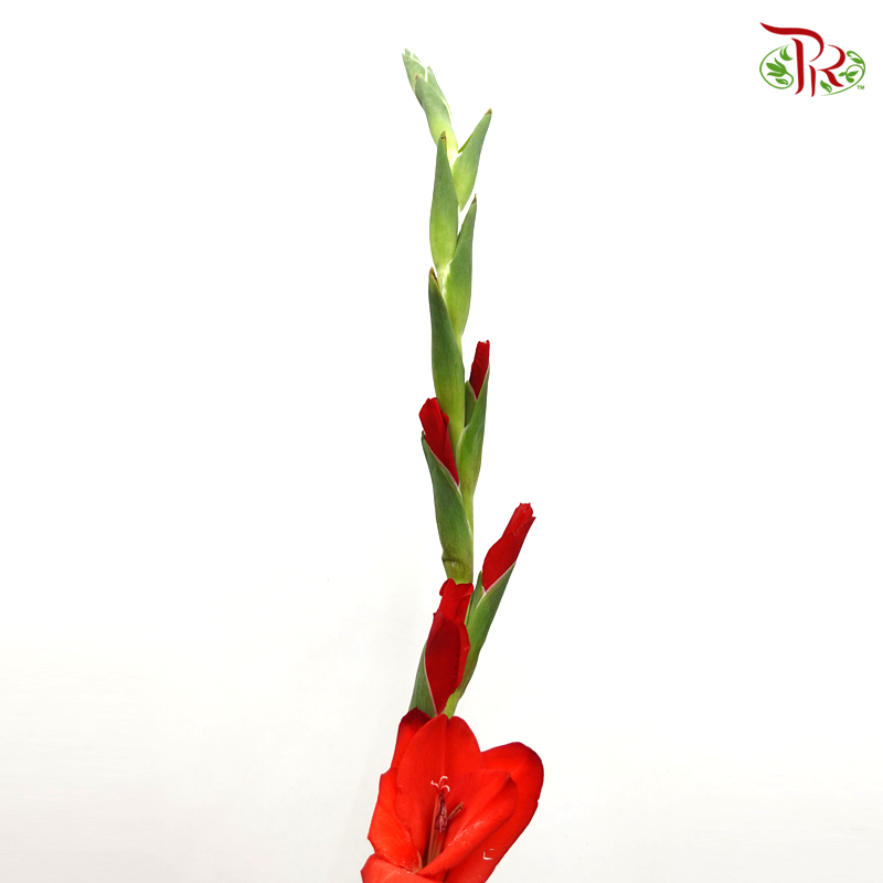 Gladiolus Red - Pudu Ria Florist Southern