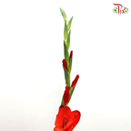 Gladiolus Red - Pudu Ria Florist Southern