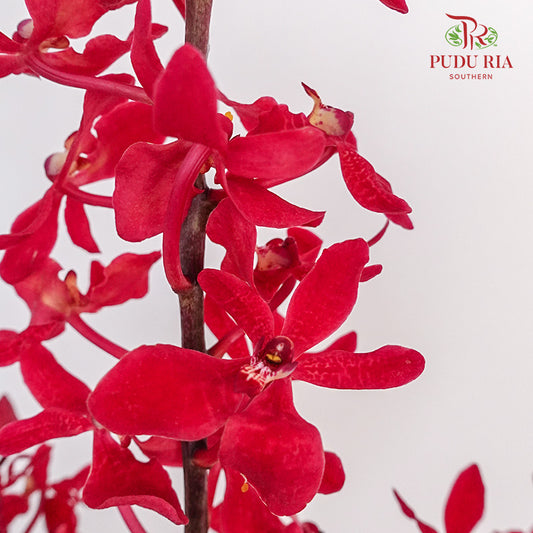 Orchid Aranthera Red / 5 Stems - Pudu Ria Florist Southern