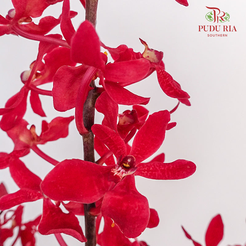 Orchid Aranthera Red / 5 Stems - Pudu Ria Florist Southern