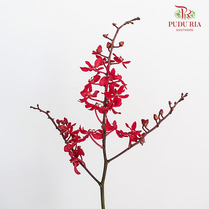 Orchid Aranthera Red / 5 Stems - Pudu Ria Florist Southern