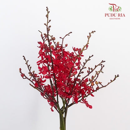 Orchid Aranthera Red / 5 Stems - Pudu Ria Florist Southern