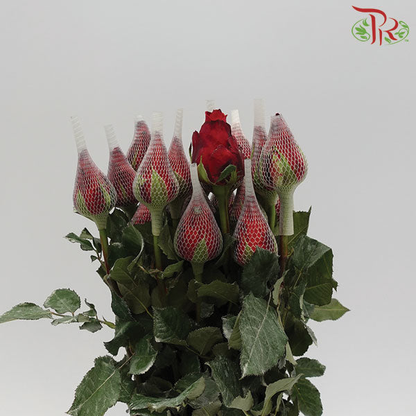 Rose Net Red (19-20 Stems) - Pudu Ria Florist Southern