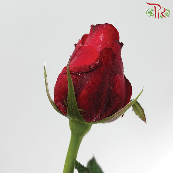 Rose Net Red (19-20 Stems) - Pudu Ria Florist Southern