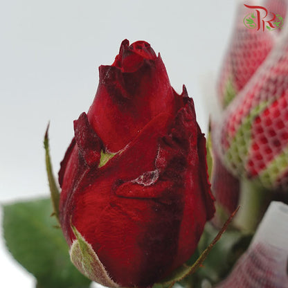 Rose Net Red (19-20 Stems) - Pudu Ria Florist Southern