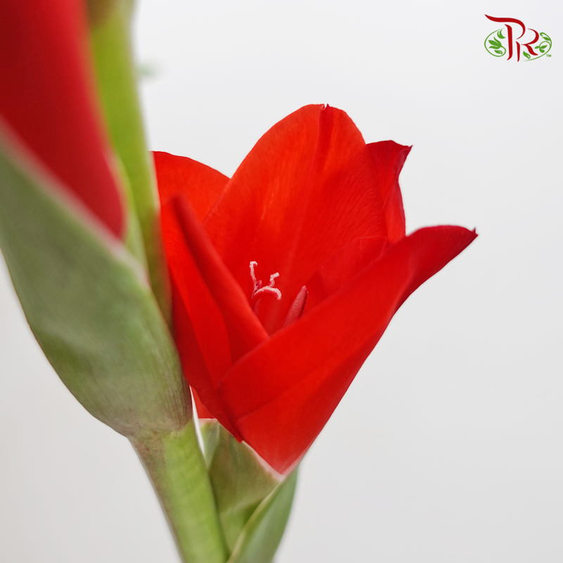 Gladiolus Red - Pudu Ria Florist Southern