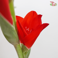Gladiolus Red - Pudu Ria Florist Southern