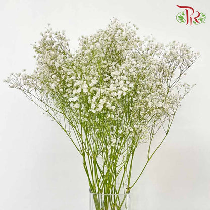 Baby's Breath White (8-10 Stems) - Pudu Ria Florist Southern