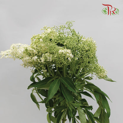 Rice Flower White (5 Stems) - Pudu Ria Florist Southern