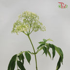 Rice Flower White (5 Stems) - Pudu Ria Florist Southern