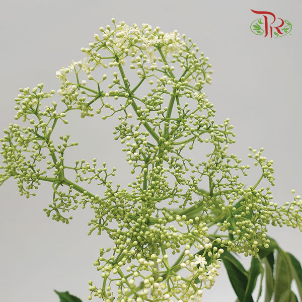 Rice Flower White (5 Stems) - Pudu Ria Florist Southern