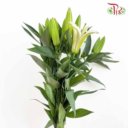 Lily White (5 Stems) - Pudu Ria Florist Southern