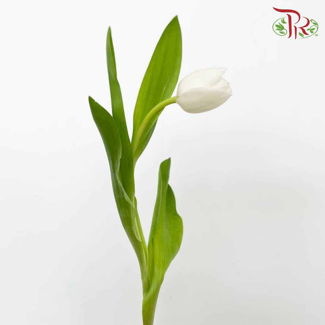 Tulip White (8-9 Stems) - Pudu Ria Florist Southern