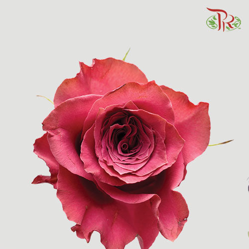 Rose Dark Pink (19-20 Stems) - Pudu Ria Florist Southern