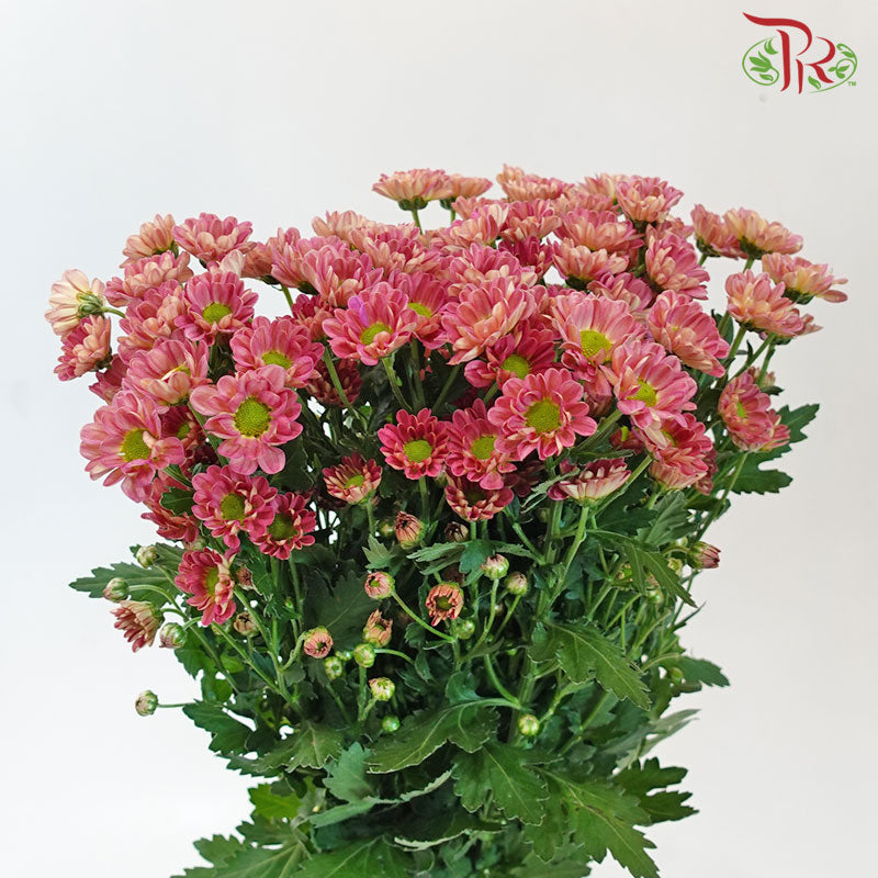 Chrysanthemum Calimero Pompom Rossi Lobster (10-12 Stems) - Pudu Ria Florist Southern