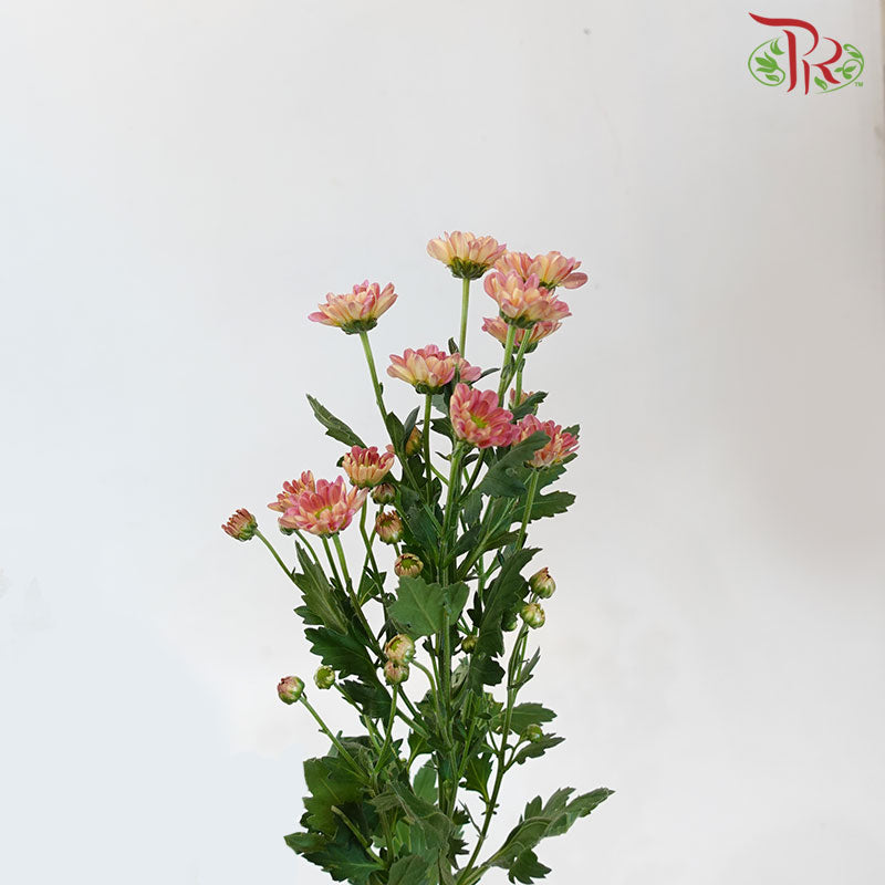 Chrysanthemum Calimero Pompom Rossi Lobster (10-12 Stems) - Pudu Ria Florist Southern